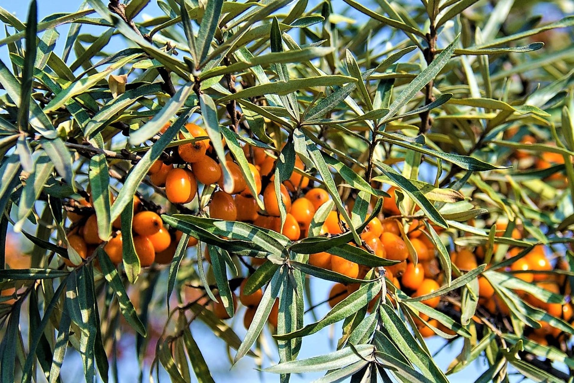 Kako izliječiti mamurluk: dokazano sok od ploda krkavine (Hippophae rhamnoides)