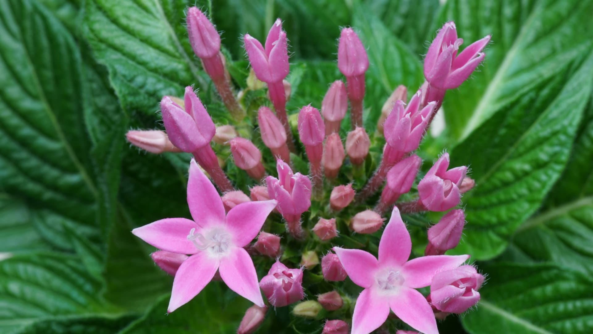 Pentas (Pentas lanceolata)