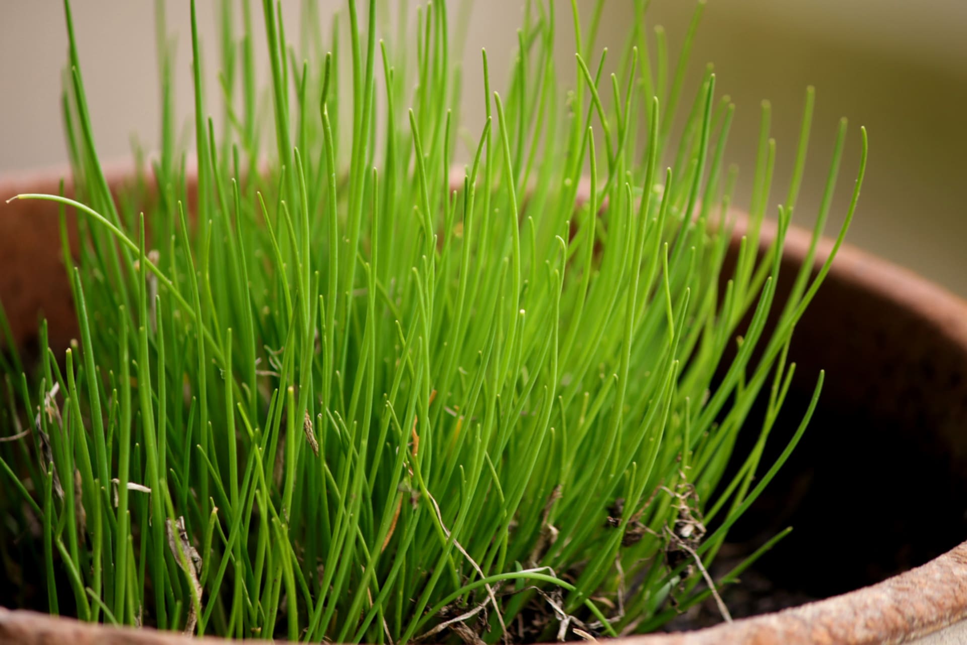 Primorski vlasac (Allium schoenoprasum)