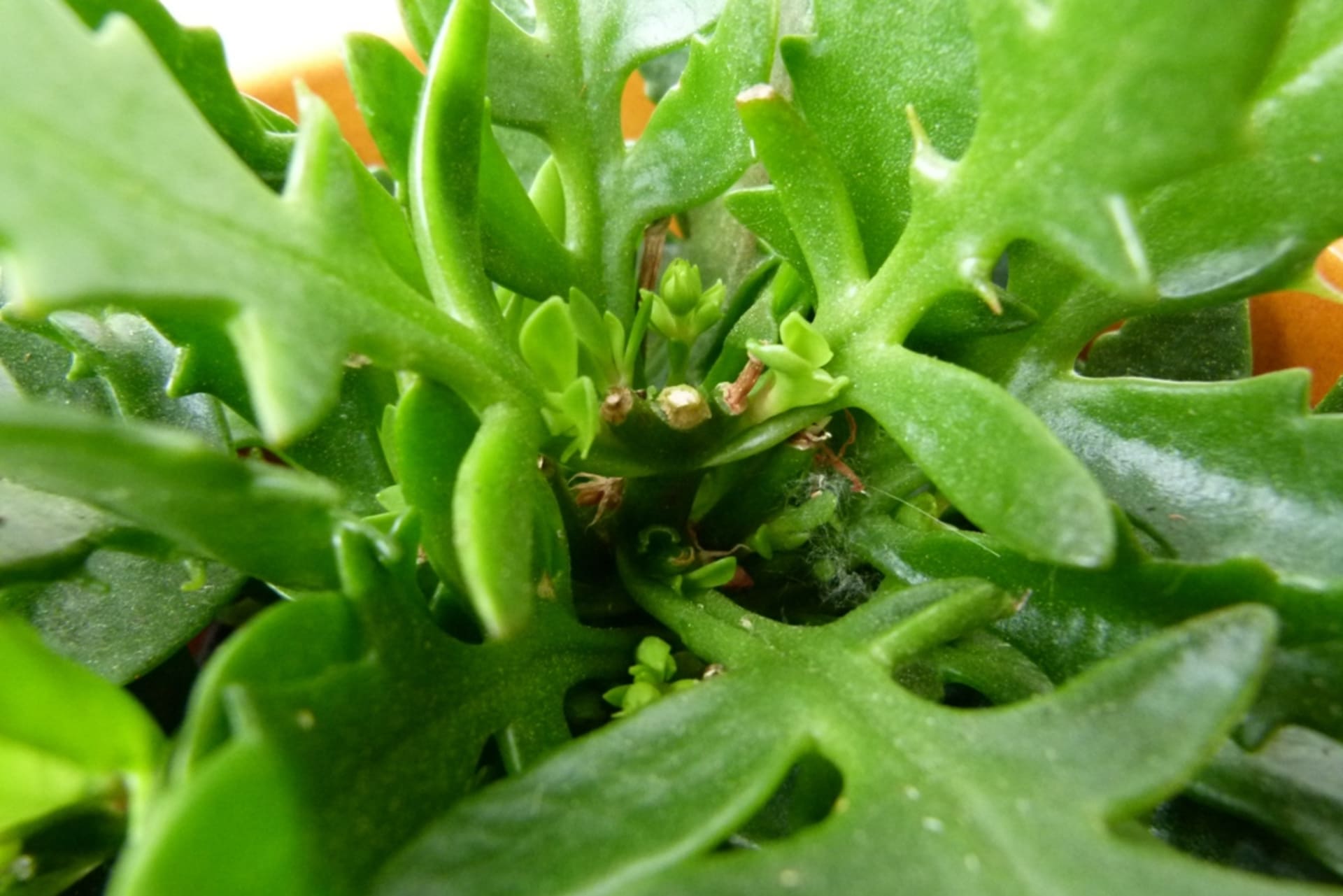 Kalanchoe treba snažno obrezivanje nakon cvatnje